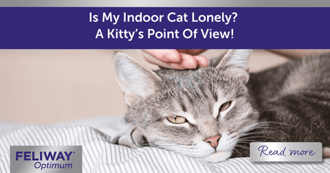 Is My Indoor Cat Lonely? A Kittyโs Point Of View!
