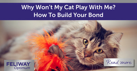 Why Wonโt My Cat Play With Me? How To Build Your Bond