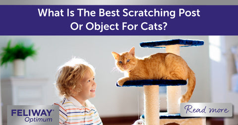 What Is The Best Scratching Post Or Object For Cats?