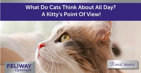 What Do Cats Think About All Day? A Kitty’s Point Of View!