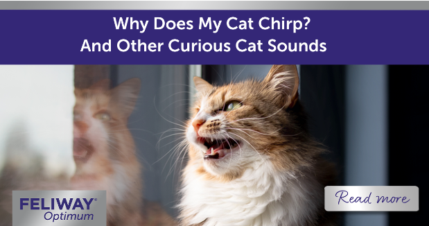 Why Does My Cat Chirp? And Other Curious Cat Sounds