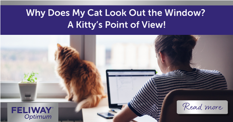 Cat looking out the window while a woman works on her laptop.