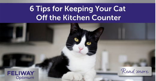 Black and white cat laying on kitchen counter