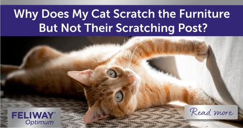 Ginger cat scratching fabric sofa.