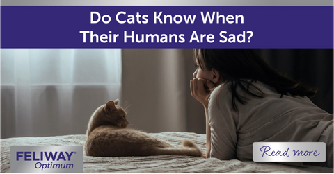 Cat and human lying on a bed together.