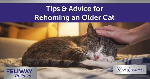 Older cat lying on bed being stroked by human.