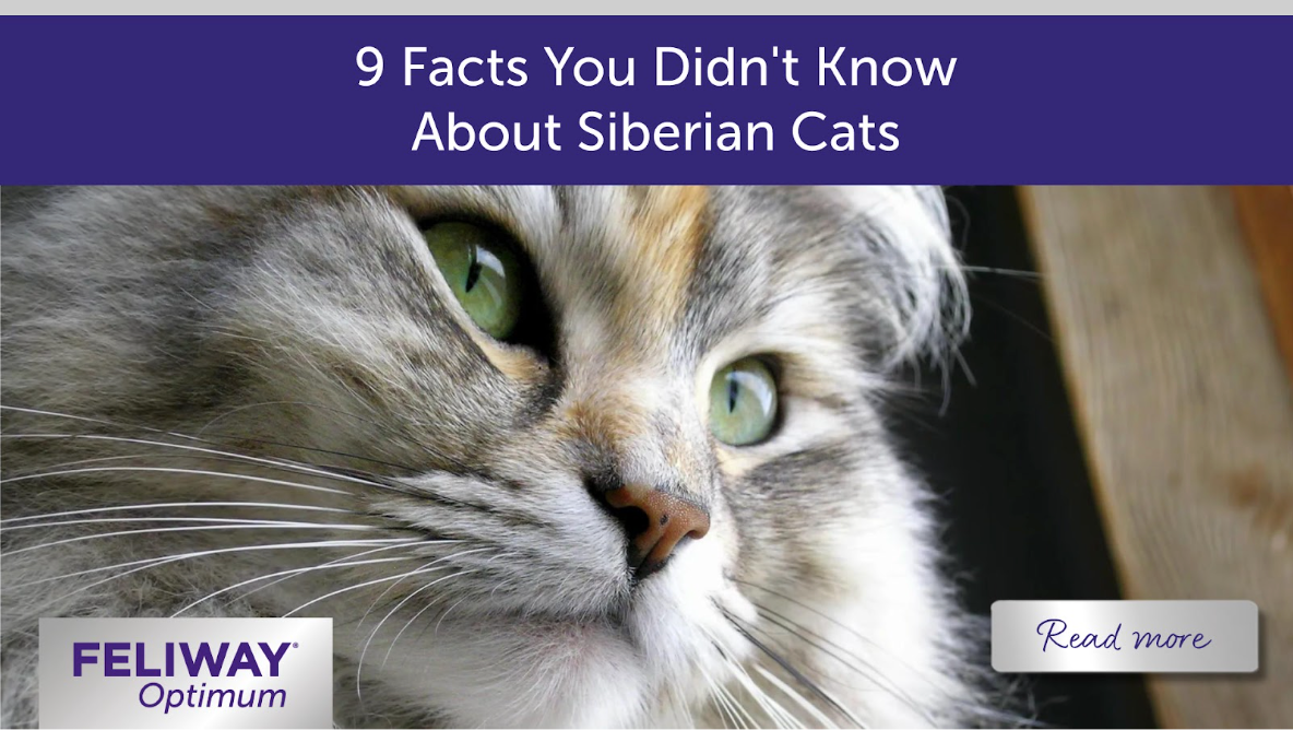 Fluffy long-haired Siberian Cat.