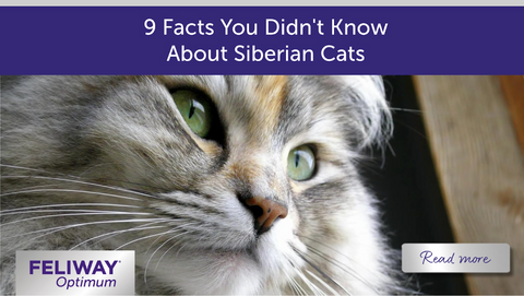 Fluffy long-haired Siberian Cat.