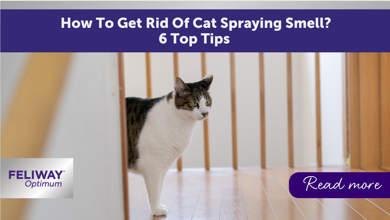 How To Get Rid Of A Cat Spraying Smell: 6 Tips