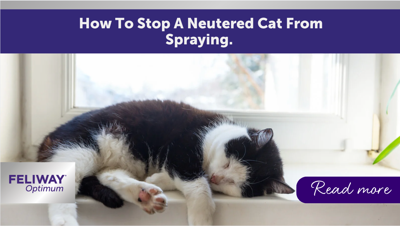 How to Stop A Neutered Cat From Spraying