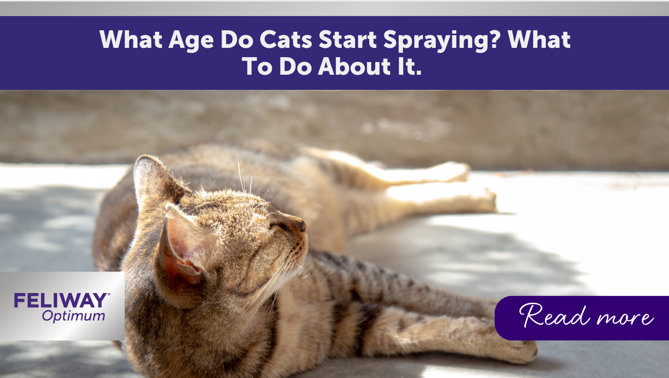 What Age Do Cats Start Spraying? What To Do About It