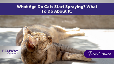 What Age Do Cats Start Spraying? What To Do About It