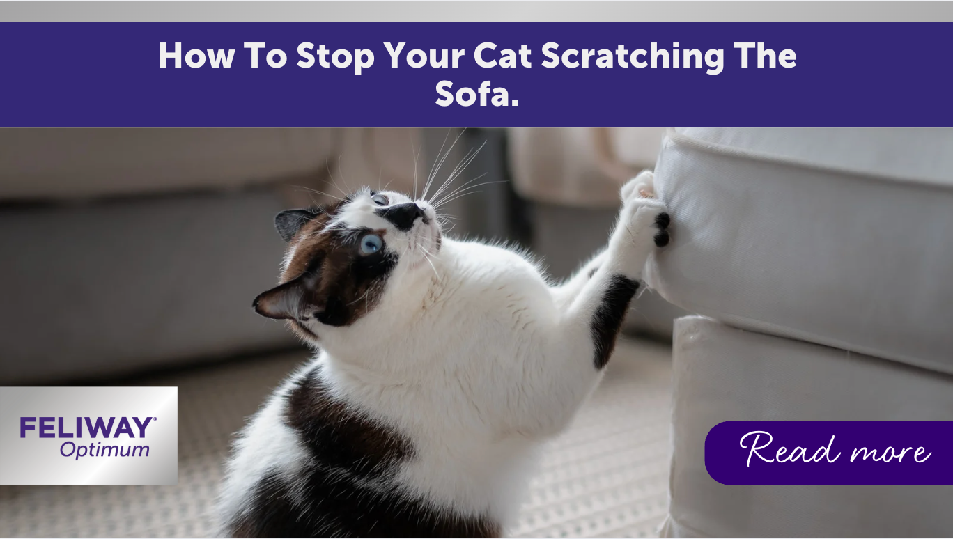 How To Stop Your Cat From Scratching the Sofa