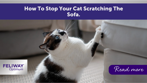 How To Stop Your Cat From Scratching the Sofa