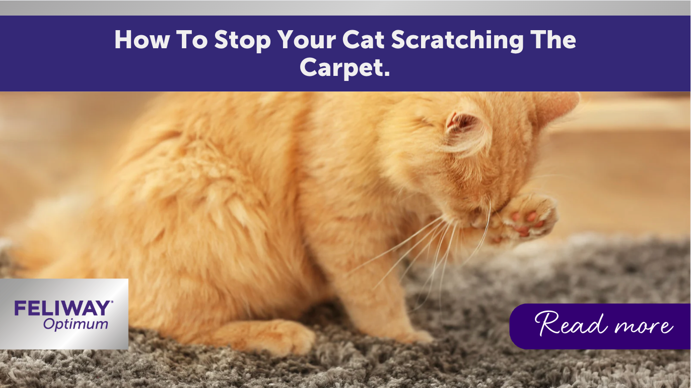 How To Stop Your Cat From Scratching the Carpet