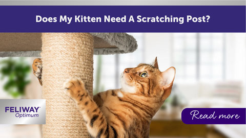 Does My Kitten Need a Scratching Post?