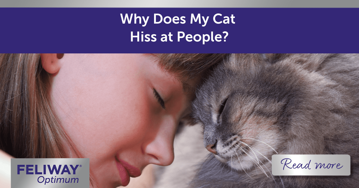 Why Do Cats Hiss at Kittens? A Veterinarian Explains 