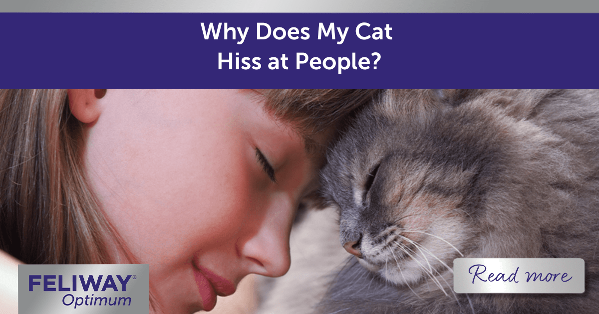 Why Does My Cat Hiss at People?