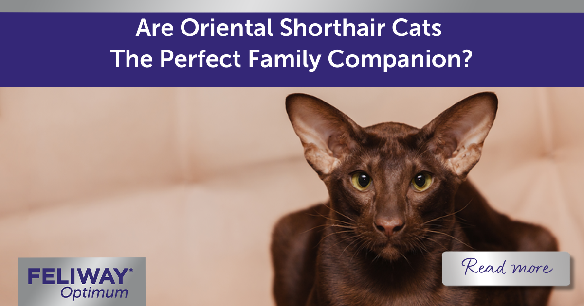 Are Oriental Shorthair Cats The Perfect Family Companion?