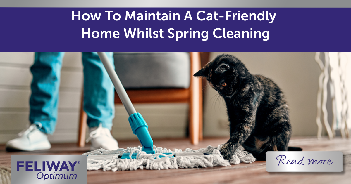 How To Maintain A Cat-Friendly Home Whilst Spring Cleaning