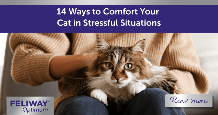 14 Ways to Comfort Your Cat in Stressful Situations