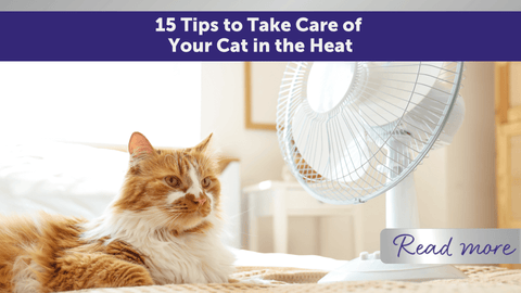 15 Tips to Take Care of Your Cat in the Heat