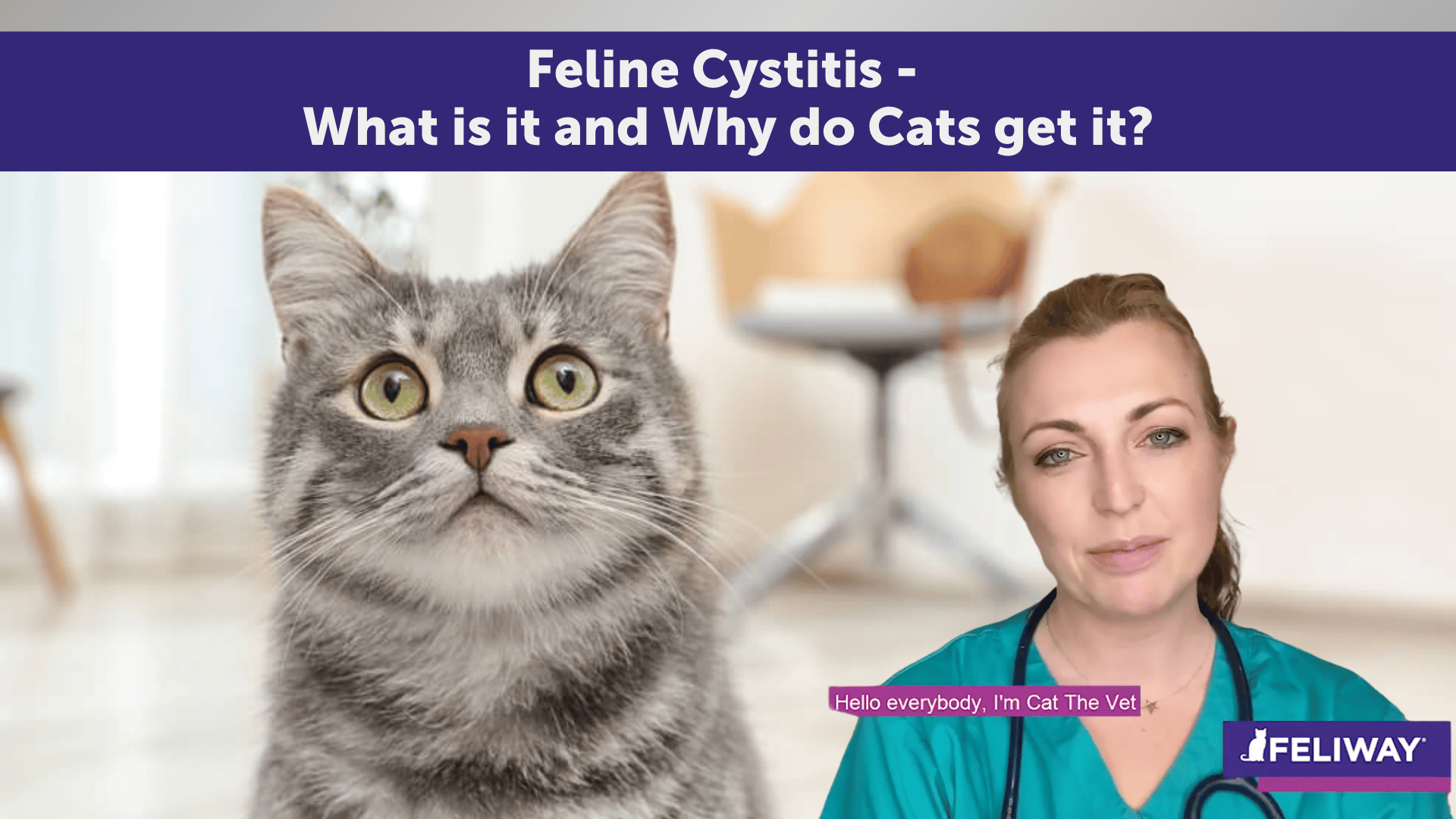 Cat Idiopathic Cystitis