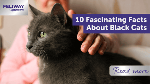 10 fascinating facts about blackยฌโ cats