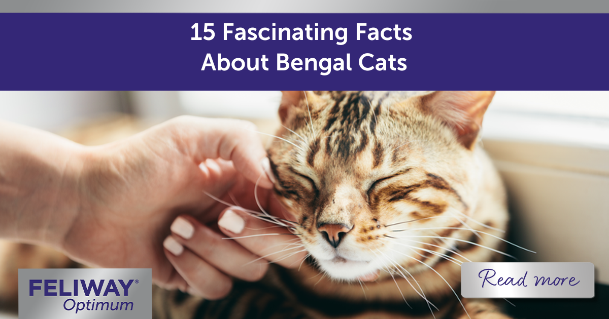 15 Fascinating Facts About Bengal Cats