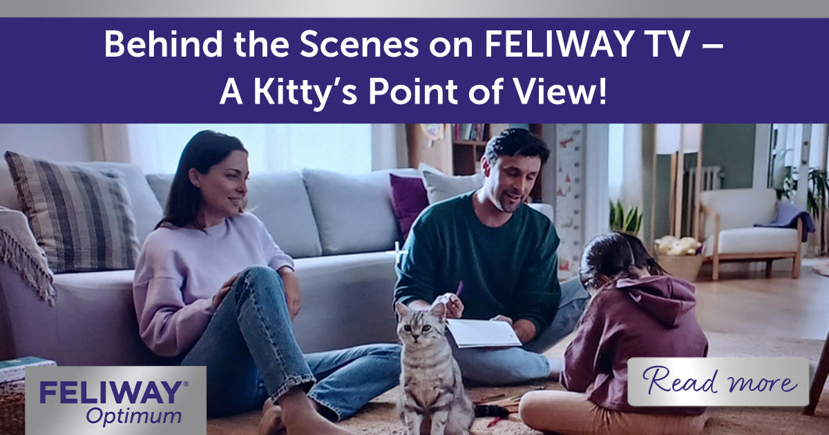 Behind the Scenes on FELIWAY TV – A Kitty’s Point of View!