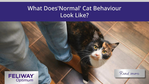Cat rubbing against a human’s legs.