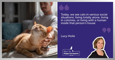 Person stroking their ginger cat who is sat on the arm of a sofa.