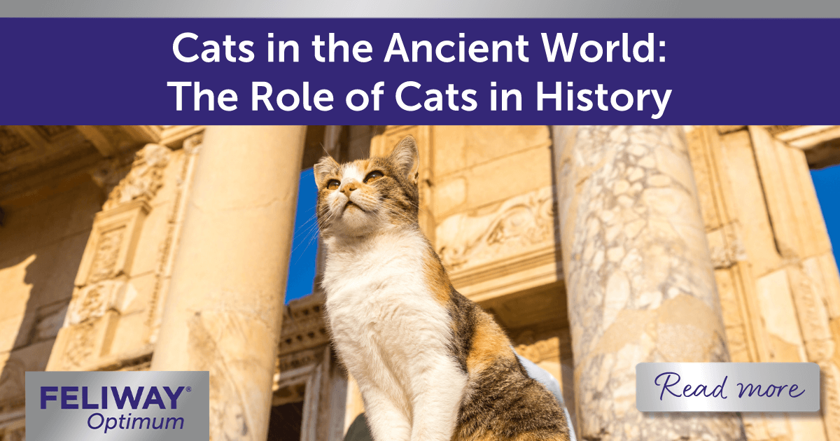 A cat sat on the pillar of an ancient building.