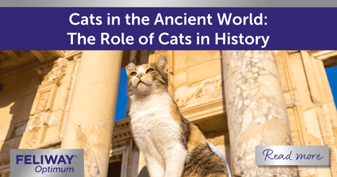 A cat sat on the pillar of an ancient building.