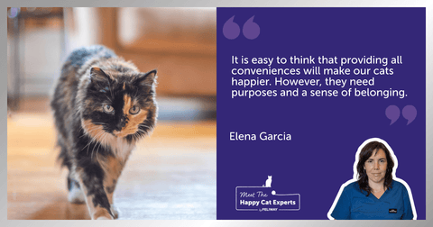 Older Tortoiseshell Cat walking across a lounge floor.