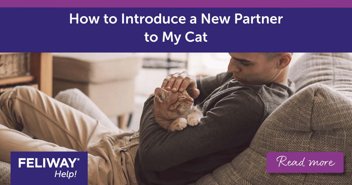 How To Introduce A New Partner To My Cat