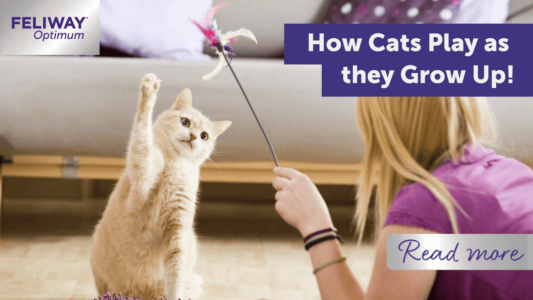 How Cats Play as they Grow Up!