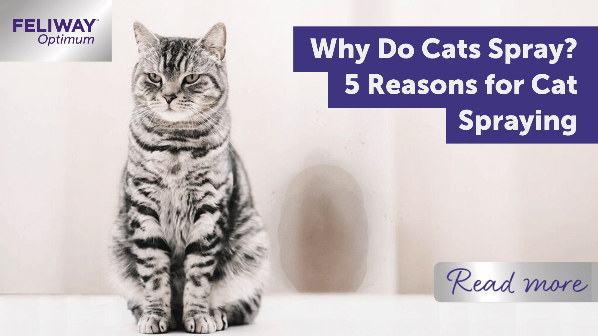 Why Do Cats Spray? 5 Reasons for Cat Spraying