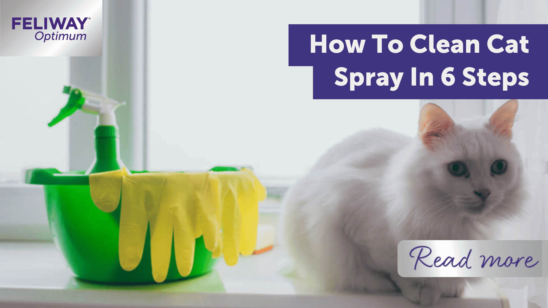 How To Clean Cat Spray In 6 Steps