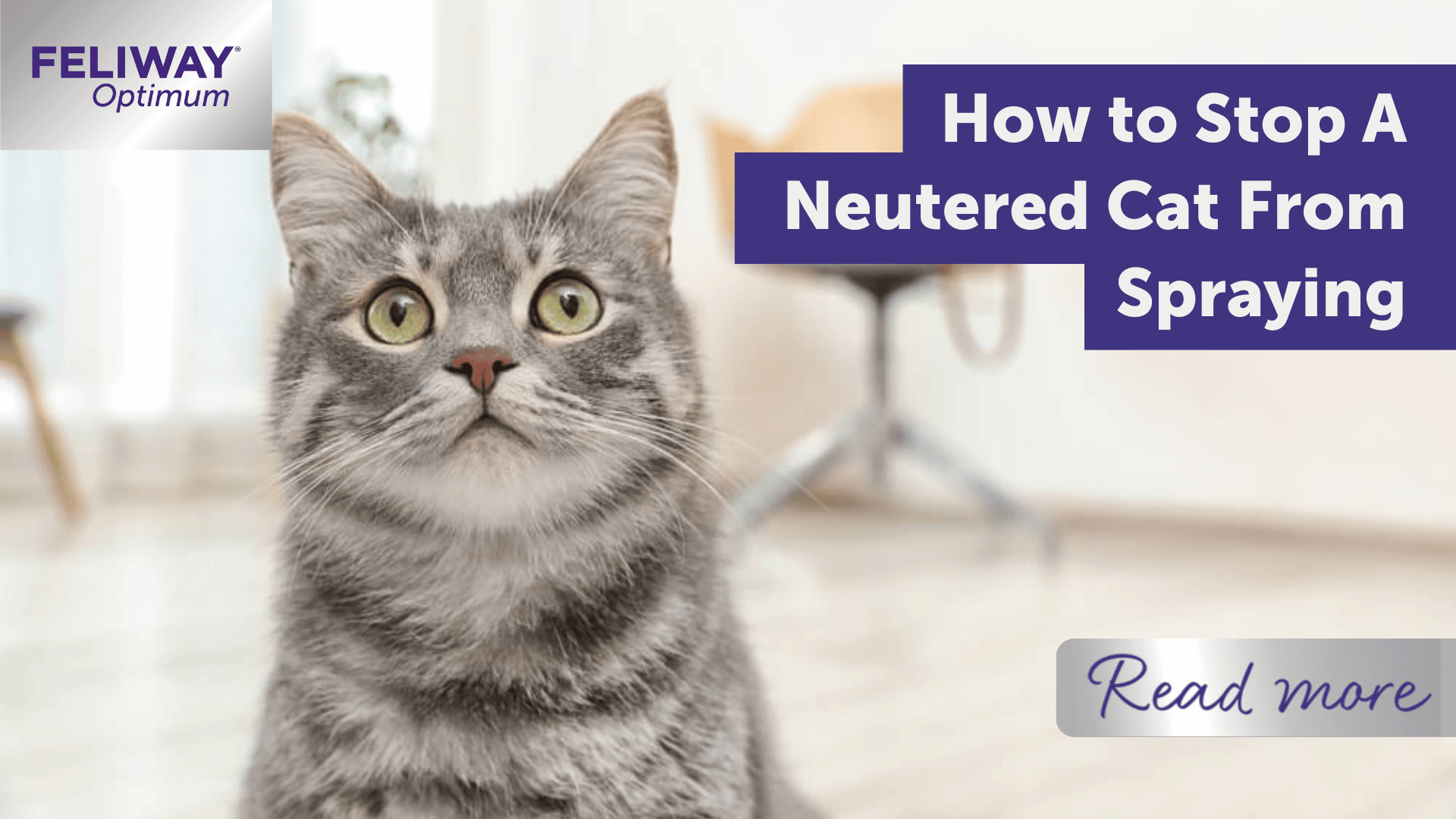 How to Stop A Neutered Cat From Spraying