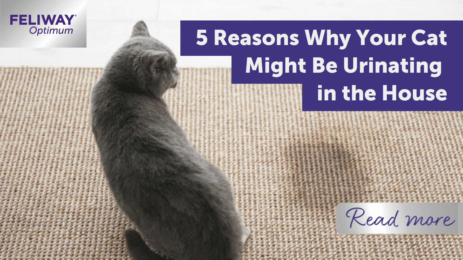 5 Reasons Why Your Cat Might Be Urinating in the House