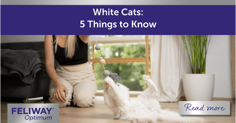 White Cats โ 5 Things to Know