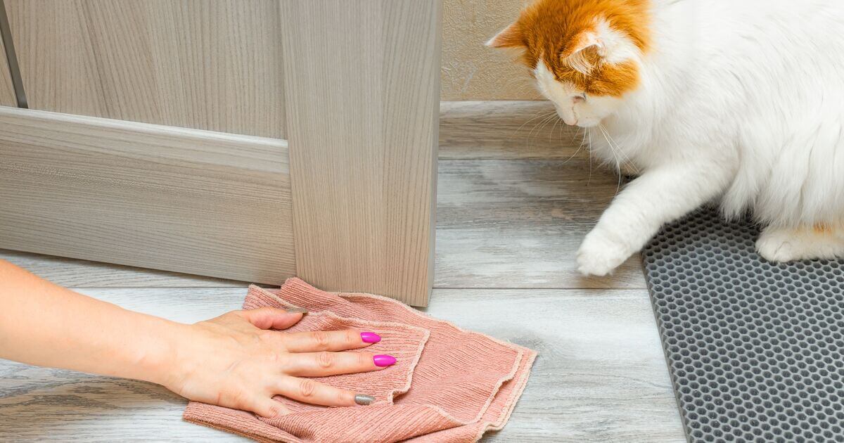 Cleaning floor with cat