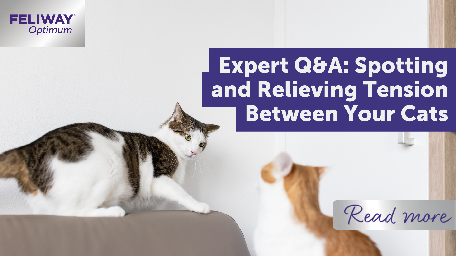 Expert Q&A: Spotting and relieving tension between your cats