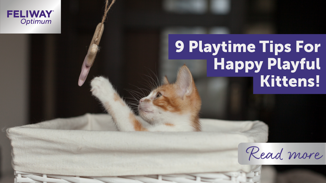 9 Playtime Tips For Happy Playful Kittens!