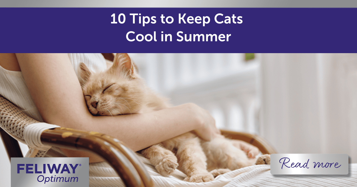 10 Tips to Keep Cats Cool in Summer Feliway UK