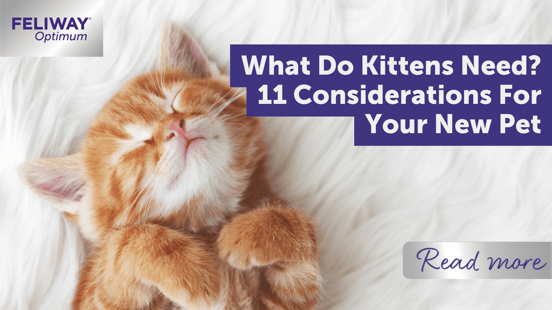 What Do Kittens Need? 11 Considerations For Your New Pet