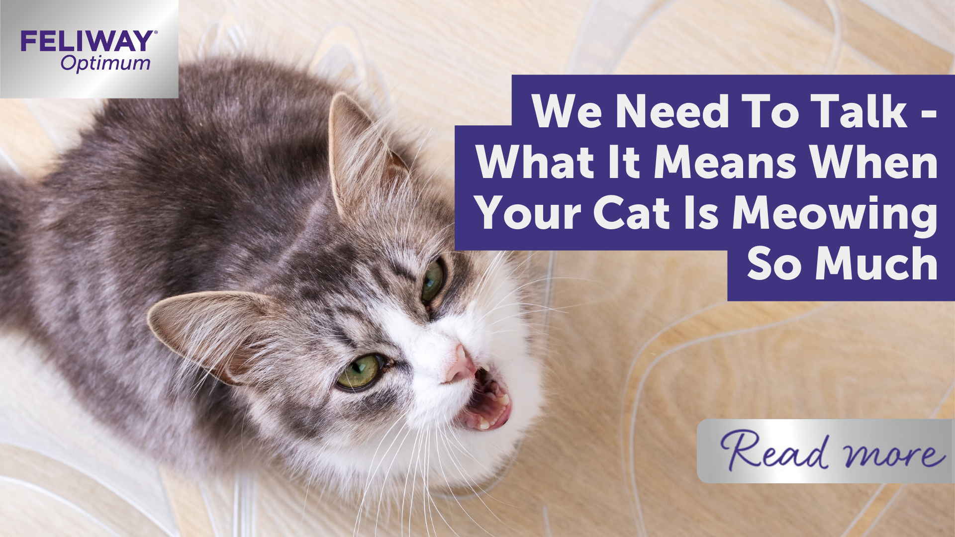 We Need To Talk - What it means when your cat is meowing so much