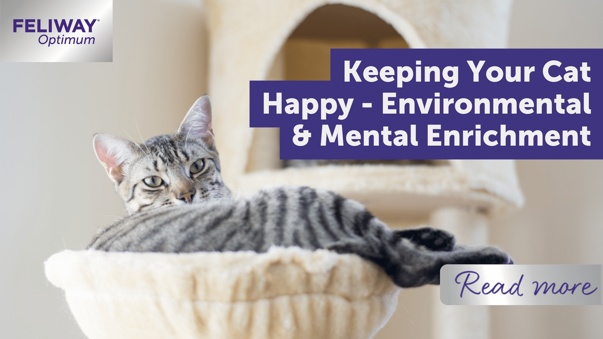 Keeping Your Cat Happy - Environmental and Mental Enrichment