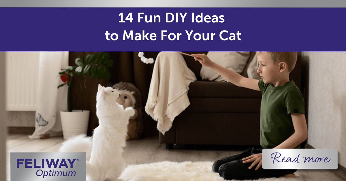 14 DIY Ideas to Make For Your Cat